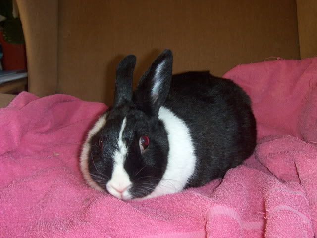 Tia - 3 and a half year old female rabbit - SURREY HPIM9648