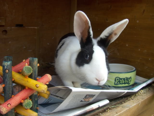 Carrot and Broccoli - 2xfemale rabbits - SURREY HPIM9904