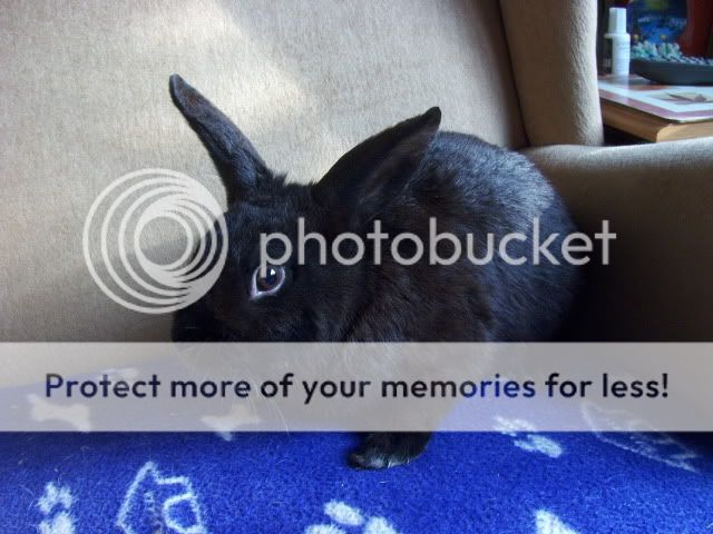 Stanley - 2 year old male rabbit - SURREY HPIM9934