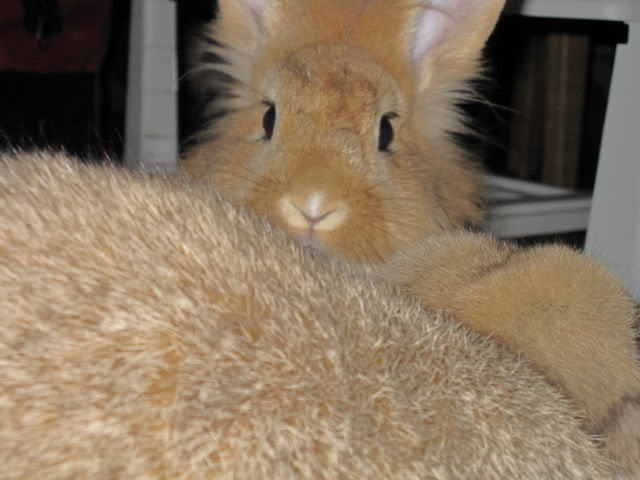 Mia - 3 year old lionhead rabbit - SURREY IMG_0096