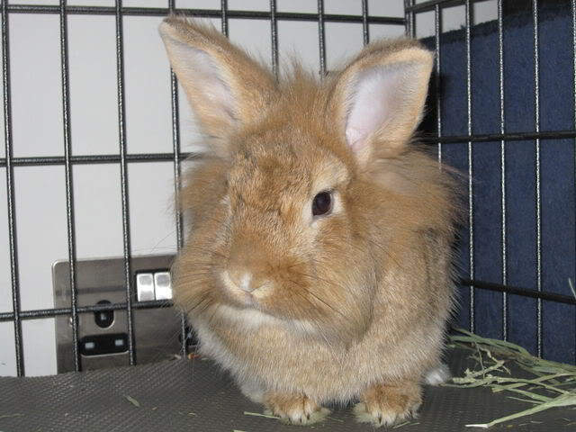 Mia - 3 year old lionhead rabbit - SURREY IMG_0100