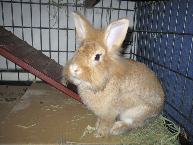 Mia - 3 year old lionhead rabbit - SURREY IMG_0113