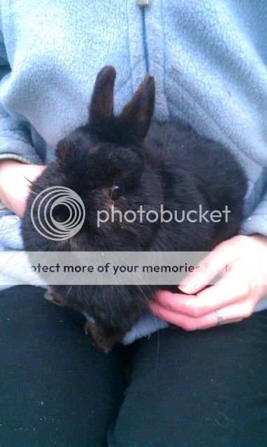 Simon - Toothless Netherland Dwarf - SURREY Simon