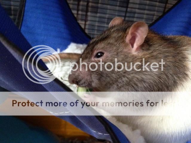 4x male rats - SURREY Rat3_zps5f449270