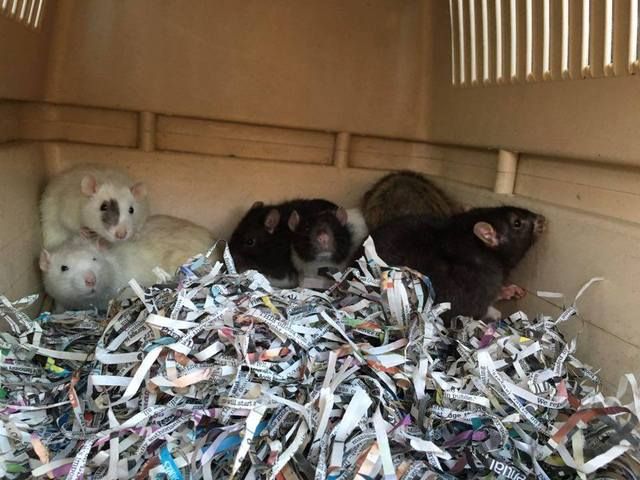 Lots of rats - Surrey  Rat3_zpsvyaiufsp