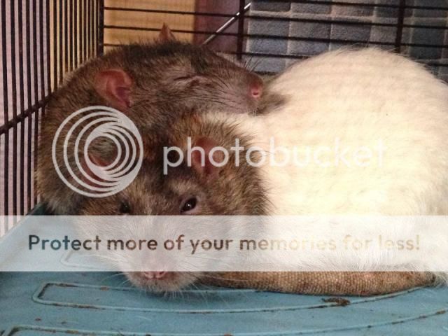 4x male rats - SURREY Rat_zps65f27f95