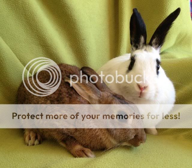 Candy and Sweetie - pair of female rabbits - SURREY Sc2_zpsdc534761