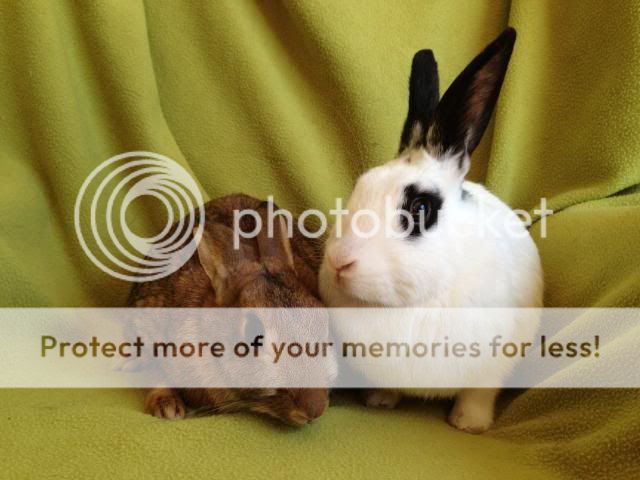 Candy and Sweetie - pair of female rabbits - SURREY Sc_zps87601d1e