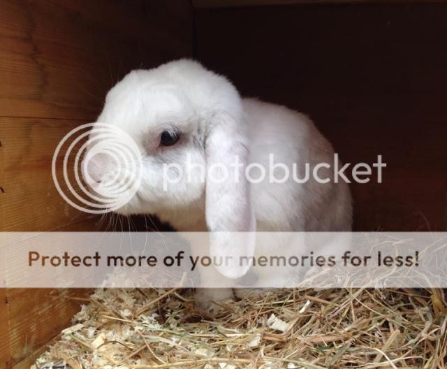 Sonic - male lop rabbit - Surrey Sonic_zps1348cbed