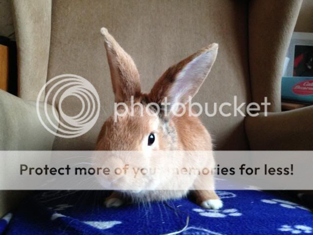 Sparky - 2 year old male rabbit - SURREY Spark2_zpscb654925