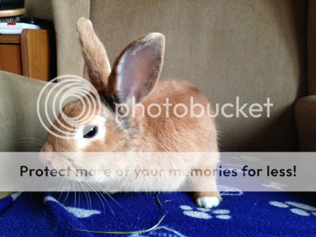 Sparky - 2 year old male rabbit - SURREY Spark_zps5814a8a5