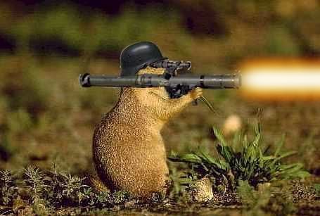 \\حياة السناجب // حصرياً **منتدى أجيال الغد ** Bazooka20squirrel