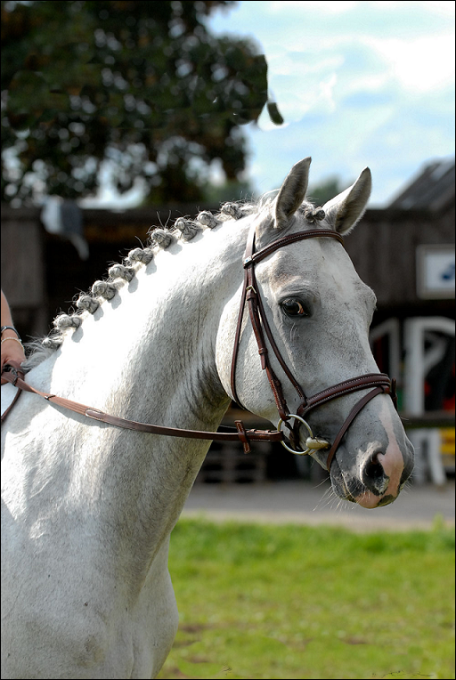 Briditos horsemarket'as 86556061vg9