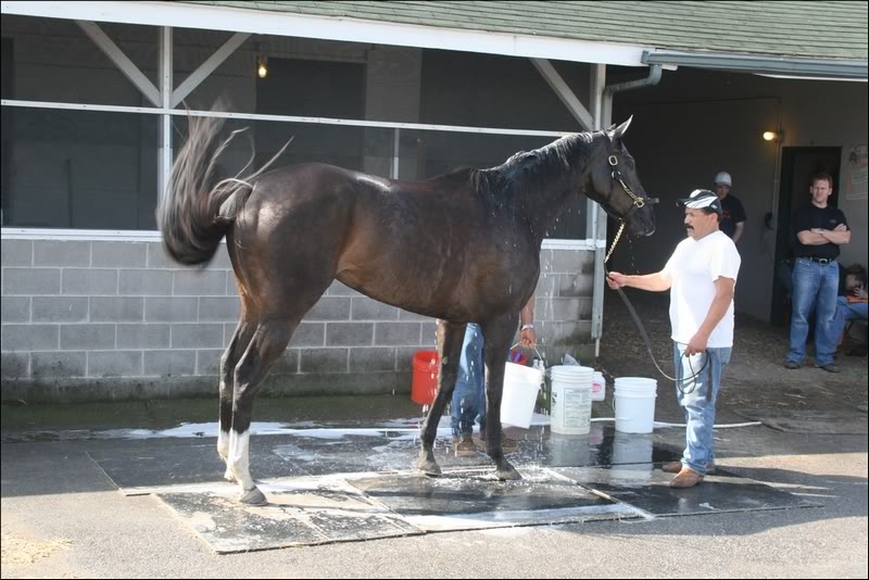 Zenyatta (USA) 3512152236_06851b727f_b