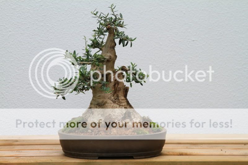 Olea europea var. sylvestris - sumo shohin 0580cf48