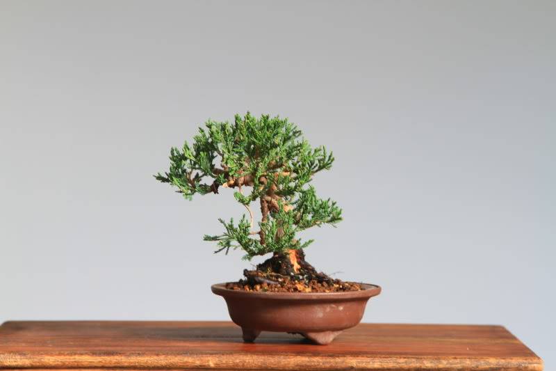 Juniperus spp. shohin 08f6865a