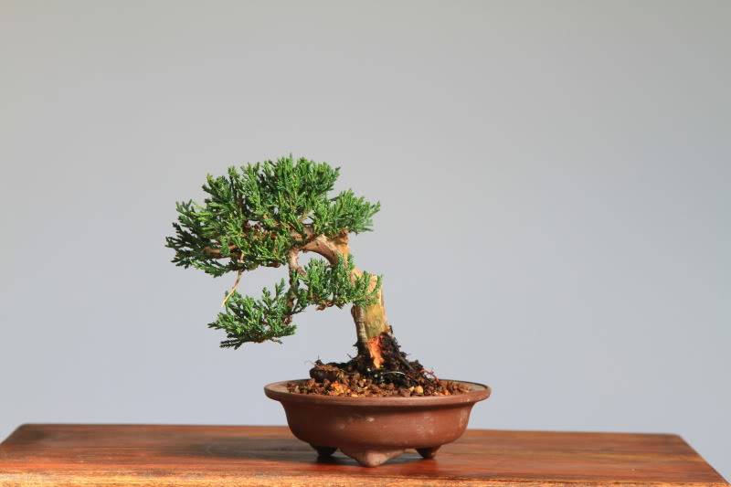 Juniperus spp. shohin 32229e52