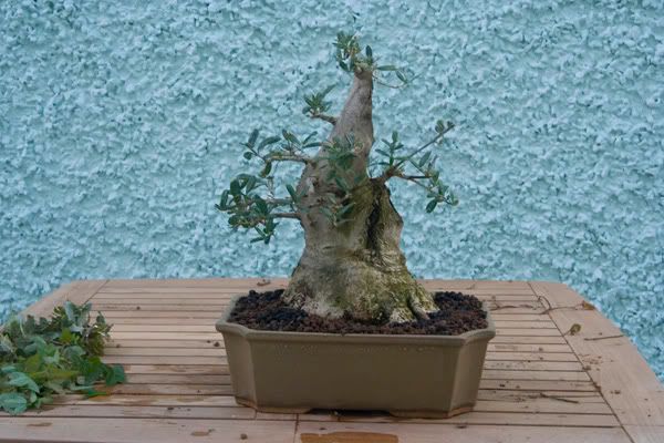 Olea europea var. silvestris - sumo kifu 6947fe7d