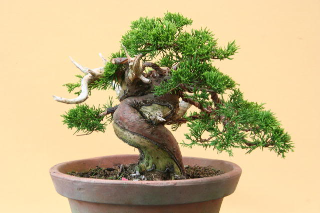 Juniperus chinensis var. Itoigawa - shohin IMG_3162