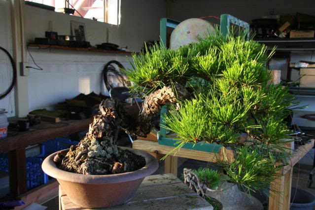 Pinus densiflora: "restyling" IMG_3167