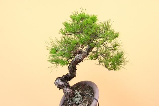 Pinus densiflora: "restyling" IMG_3173