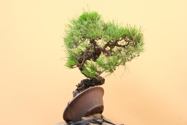 Pinus densiflora: "restyling" IMG_3174