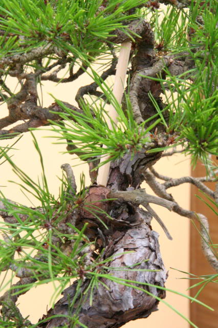 Pinus densiflora: "restyling" IMG_3179