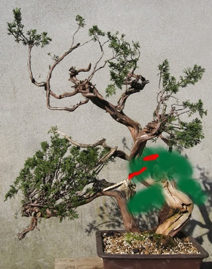 Juniperus Sabina Tronco Duplo Sabina-duplo-tronco