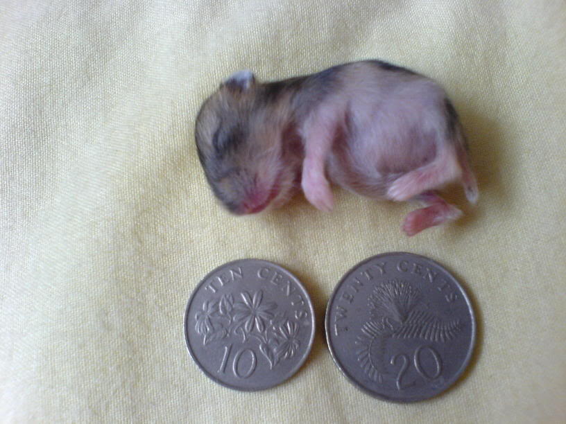 [Hamster] thú nuôi dễ thương cực BabyHamster