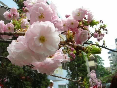 ما أحلى الورد Spring