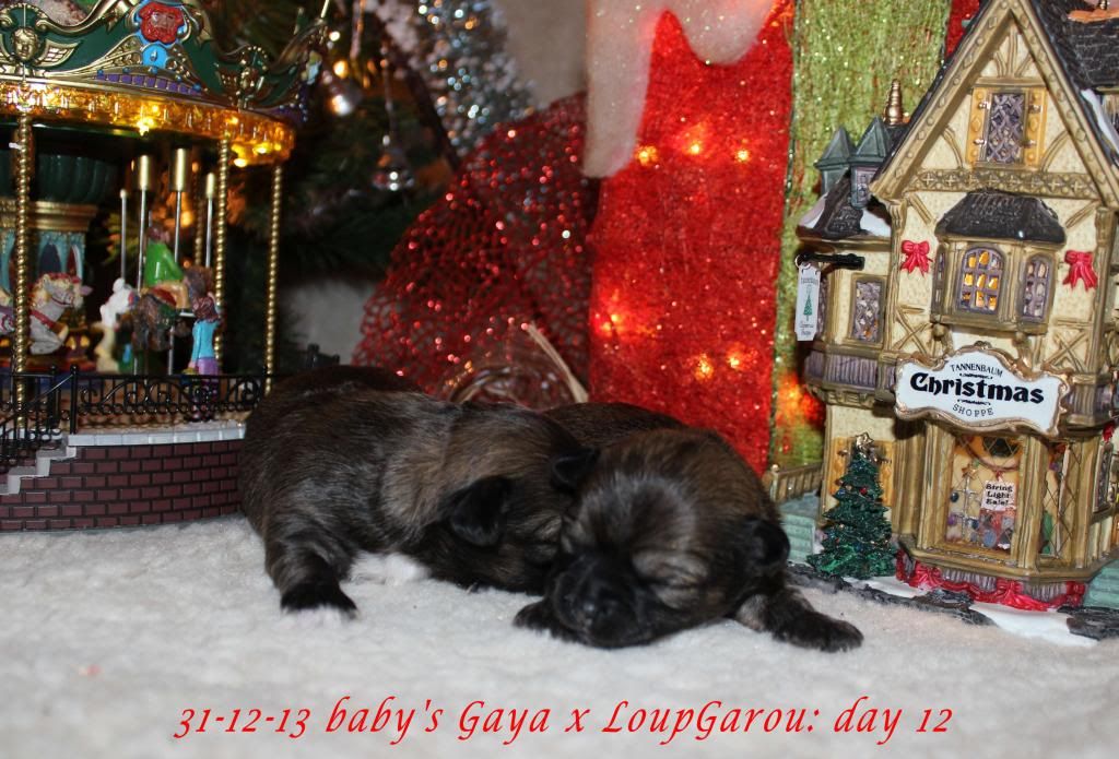 20-12-13 Gaya x LoupGarou babys - Pagina 2 IMG_0177_zpsdd1257b9