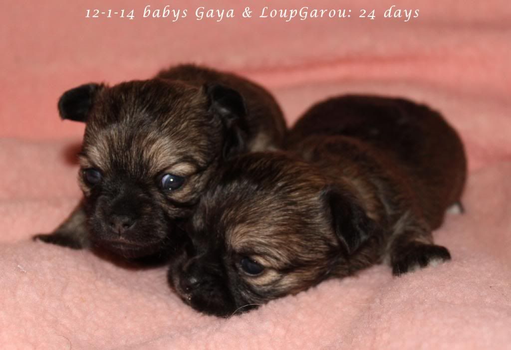 20-12-13 Gaya x LoupGarou babys - Pagina 2 IMG_0929_zps77c4a940