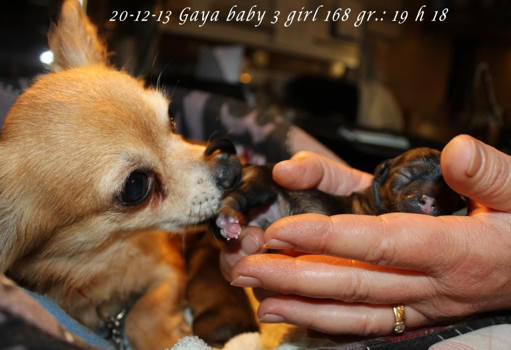 20-12-13 Gaya x LoupGarou babys IMG_9121_zps193d4b50