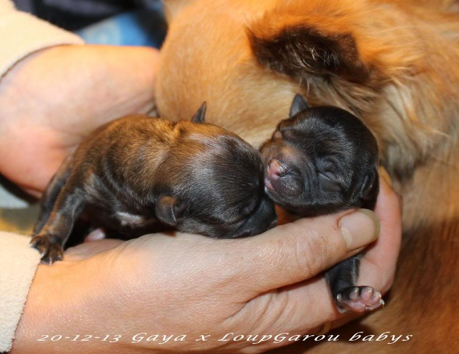 20-12-13 Gaya x LoupGarou babys IMG_9150_zps2d65a9c3