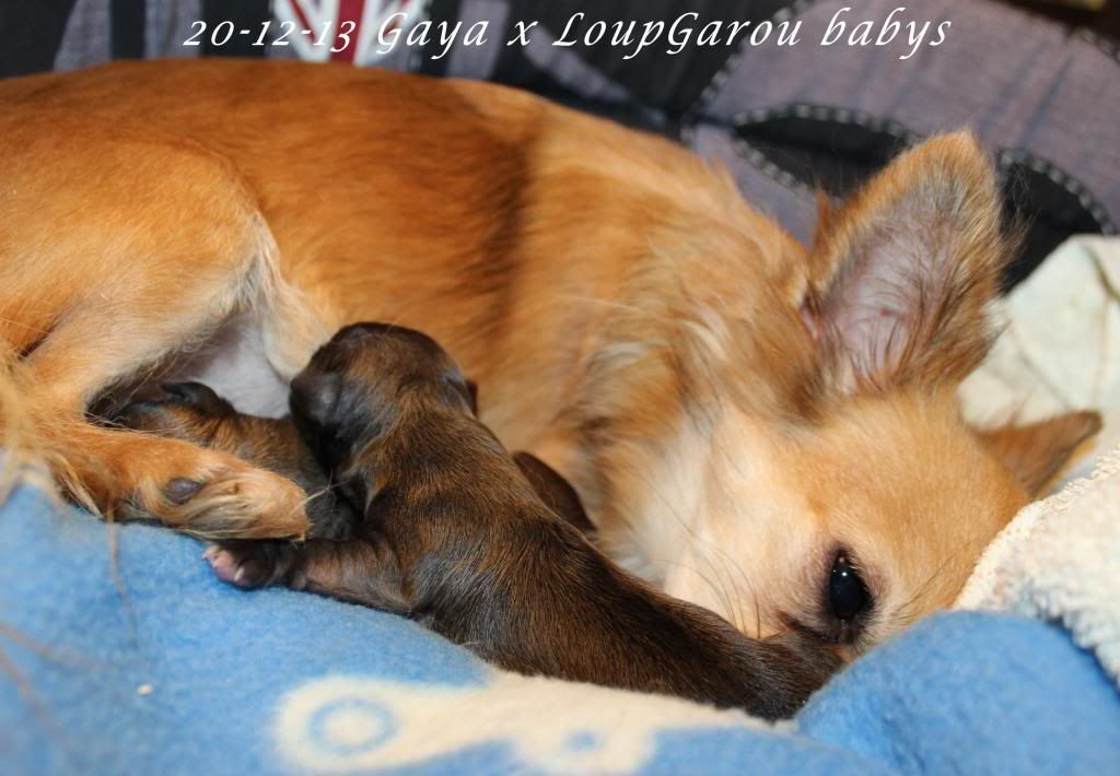 20-12-13 Gaya x LoupGarou babys IMG_9164_zpsb286ee03