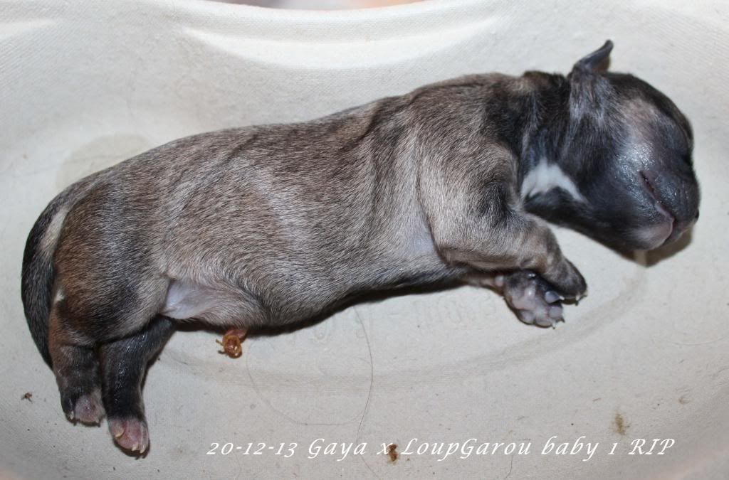 20-12-13 Gaya x LoupGarou babys IMG_9187_zps8428d540