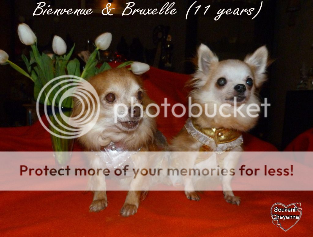 Soeurettes Bruxelle & Bienvenue  15 ans - Page 11 20-01-13Yumma184