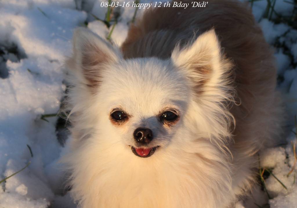 Didi grande chasseuse de mouches - Page 6 IMG_0756_zps8k4neuld