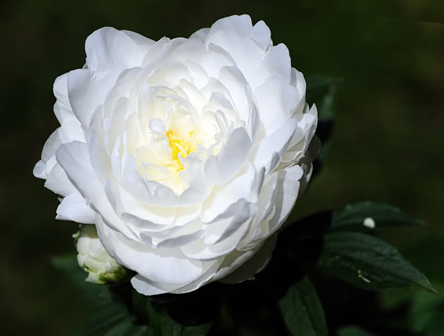 Camelia - Página 3 DSC_8745rec