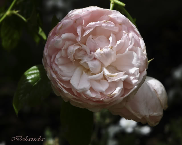 Algunas rosas de mi jarín :) - Página 4 DSC_9327reccopia