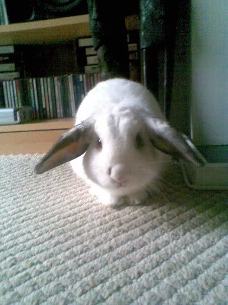 Forum Members Rabbits Bigdougal