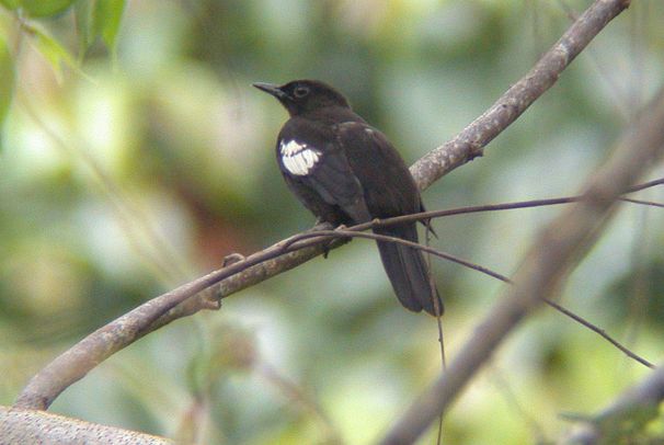 صور بلابل جميلة . صور طيور البلابل . مجموعة صور البلابل Black-and-whiteBulbul