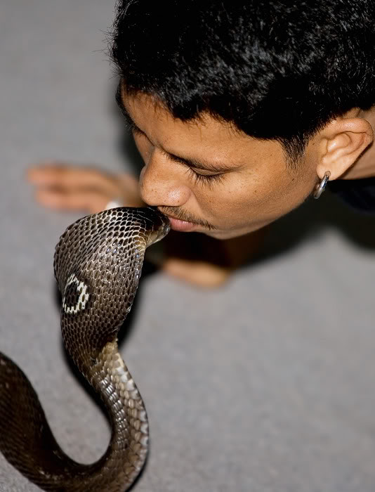   لكل بوسة نكهة خااااصة ..  A_Cobra_kiss_I_can_verify_that_the_