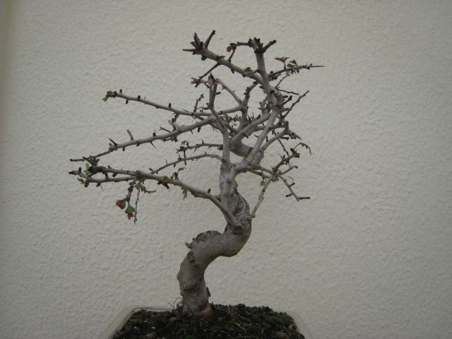 yamadori Crataegus giant Imagem608