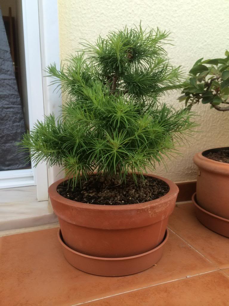 Larix kaempferi Shohin 44A6053F-CF58-4411-A8D1-8966EE14DEBC_zpskgvijvjo