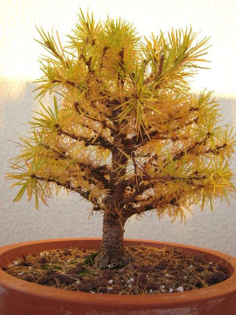 Larix kaempferi japonês Shohin IMG_2380_DEZ2012