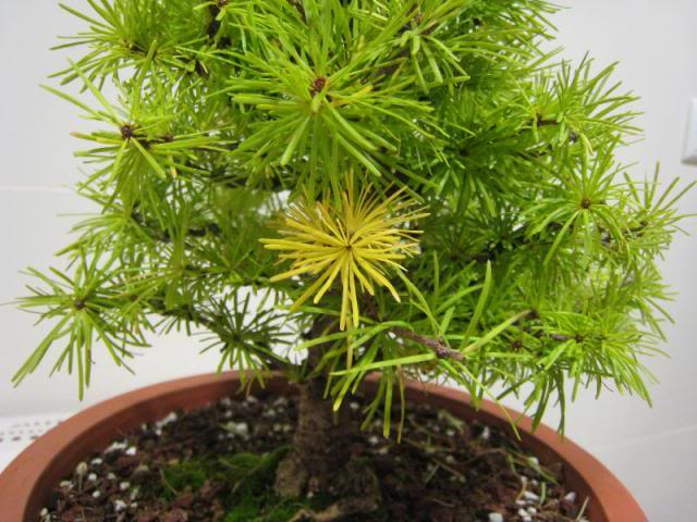 Larix kaempferi japonês Shohin Imagem004