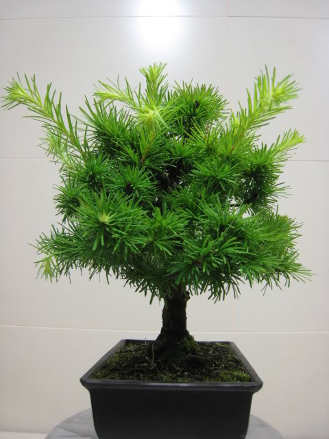 Larix kaempferi japonês Shohin Imagem027