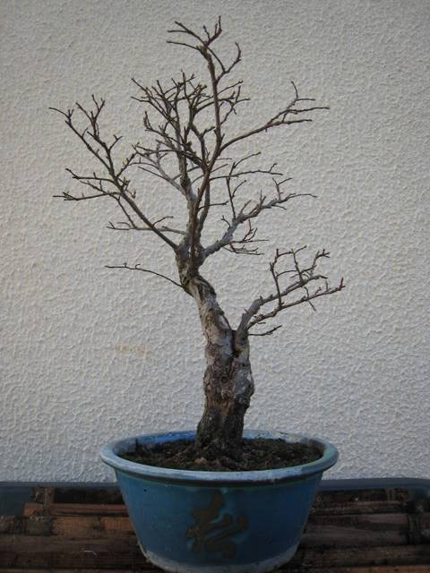 Chinese elm 1_Janeiro2009_A