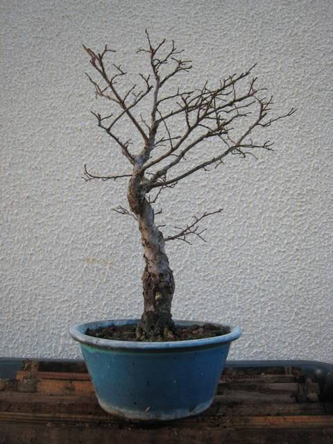 Chinese elm 3_Janeiro2009_C